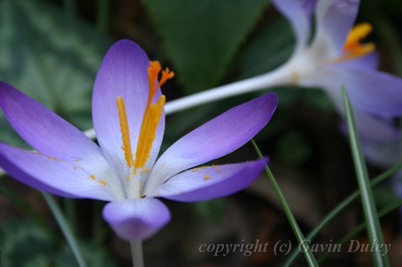 Crocuses, Tindale Gardens IMG_6765.JPG